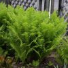 Struccpáfrány - Matteuccia struthiopteris