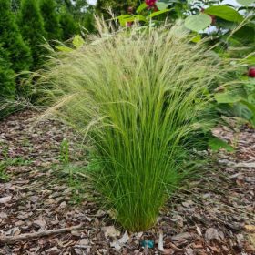 Árvalányhaj - Stipa tenuissima