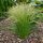 Árvalányhaj - Stipa tenuissima