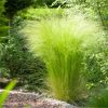 Árvalányhaj - Stipa tenuissima