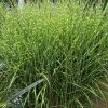 Zebranád - Miscanthus sinensis 'Strictus'