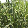 Zebranád - Miscanthus sinensis 'Strictus'