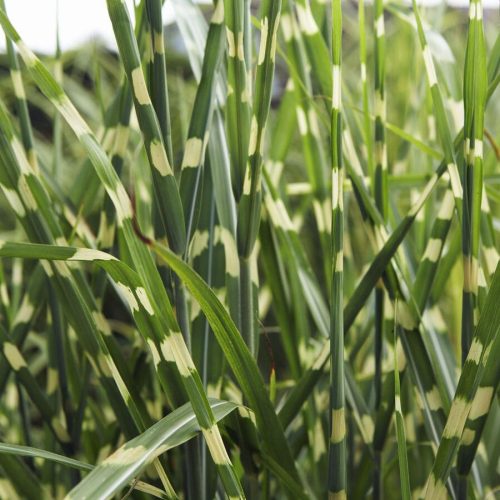 Zebranád - Miscanthus sinensis 'Strictus'