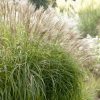 Japánfű - Miscanthus sinensis Hermann Mussel