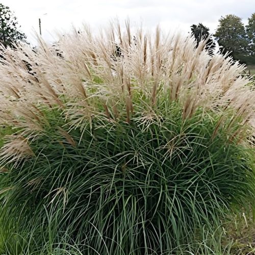 Japánfű - Miscanthus sinensis Hermann Mussel