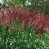 Japánfű - Miscanthus sinensis Serengeti