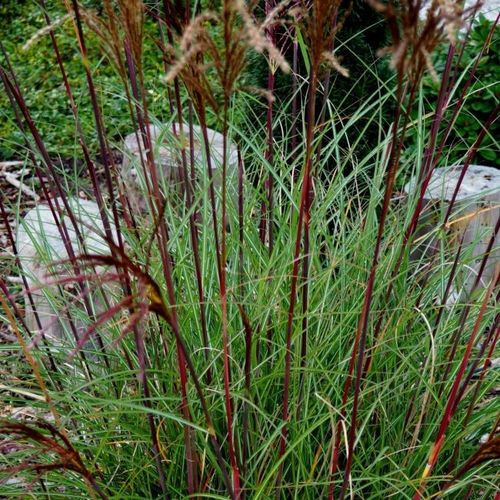 Japánfű - Miscanthus sinensis Serengeti