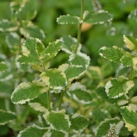 Almaillatú menta - Mentha suaveolens Variegata