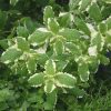 Almaillatú menta - Mentha suaveolens Variegata