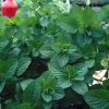 Fodormenta - Mentha Crispa