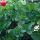 Fodormenta - Mentha Crispa