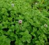 Fodormenta - Mentha Crispa