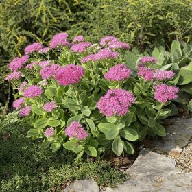 Pompás varjúháj - Sedum spectabile 'Brilliant'
