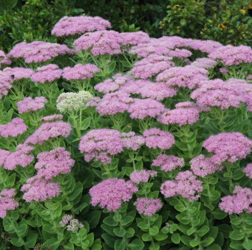 Pompás varjúháj - Sedum spectabile 'Brilliant'