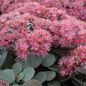 Japán varjúháj – Sedum cauticola 'Lidakense'