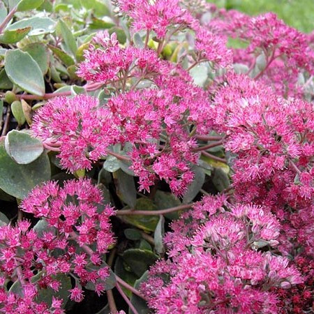 Japán varjúháj – Sedum cauticola 'Lidakense'