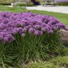 Díszhagyma – Allium hybrid 'Serendipity'