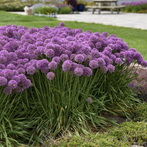 Díszhagyma – Allium hybrid 'Serendipity'