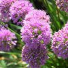 Díszhagyma – Allium hybrid 'Serendipity'