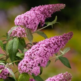   Rózsaszín virágú nyáriorgona 'Pink Delight' fajta - Buddleja davidii 'Pink Delight'