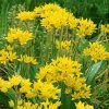 Díszhagyma – Allium moly 'Jeannine'