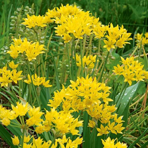 Díszhagyma – Allium moly 'Jeannine'