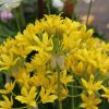 Díszhagyma – Allium moly 'Jeannine'