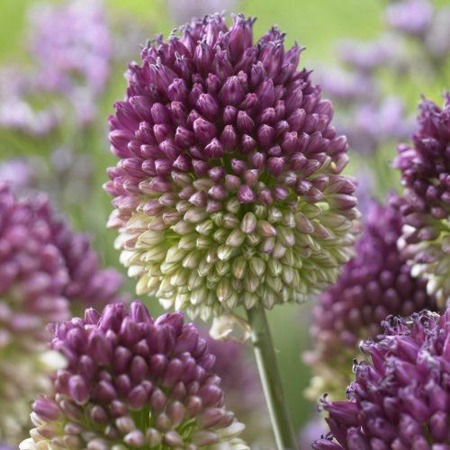 Bunkós díszagyma - Allium sphaerocephalon