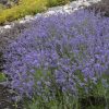 Levendula - Lavandula angustifolia 'Essence Purple'