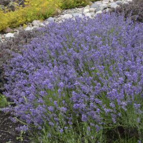   Levendula - Lavandula angustifolia 'Essence Purple'