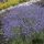 Levendula - Lavandula angustifolia 'Essence Purple'