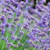 Levendula - Lavandula angustifolia 'Essence Purple'