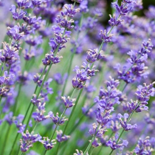 Levendula - Lavandula angustifolia 'Essence Purple'