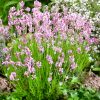Rózsaszín levendula -Lavandula angustifolia ‘Hidcote Pink’