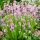 Rózsaszín levendula -Lavandula angustifolia ‘Hidcote Pink’