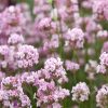 Rózsaszín levendula -Lavandula angustifolia ‘Hidcote Pink’