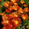 Délvirág - Delosperma cooperi 'Delmara Orange'