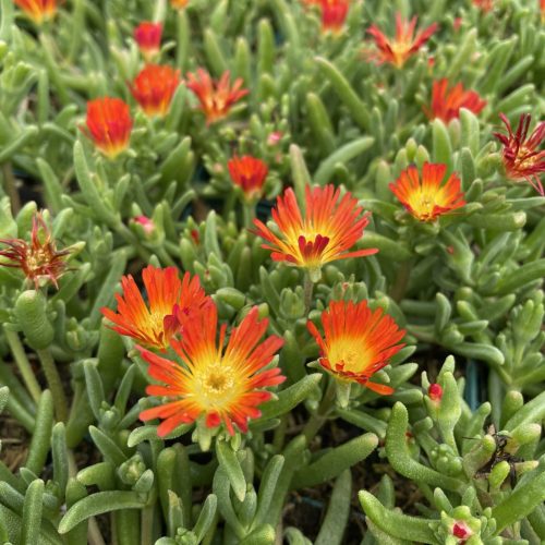 Délvirág - Delosperma cooperi 'Delmara Orange'