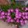 Délvirág - Delosperma cooperi 'Delmara Purple'