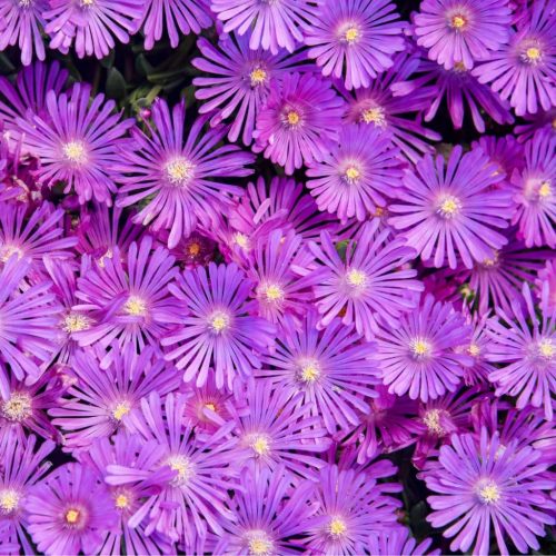 Délvirág - Delosperma cooperi 'Delmara Purple'