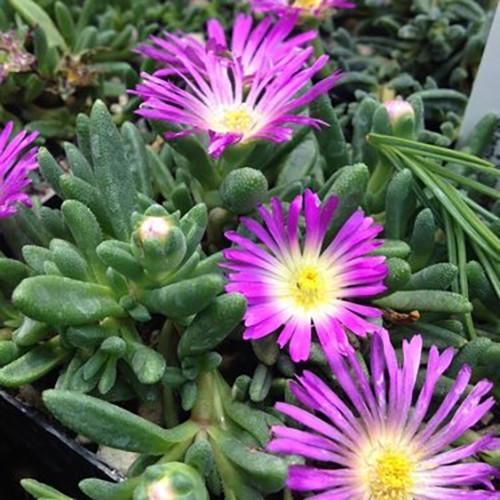 Délvirág - Delosperma 'Nelii'