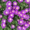 Délvirág - Delosperma 'Nelii'