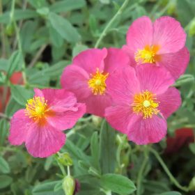 Napvirág - Helianthemum ‘Ben Hope’