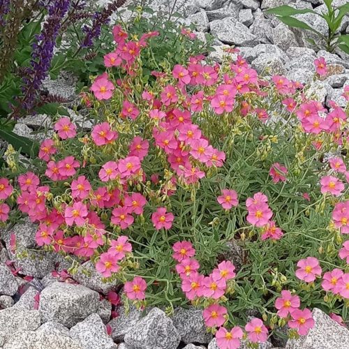 Napvirág - Helianthemum ‘Ben Hope’