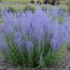 Sudárzsálya - Perovskia atriplicifolia 'Blue Spire'
