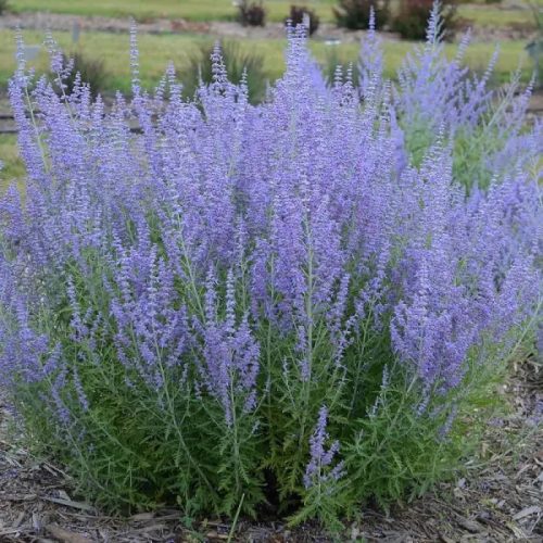 Sudárzsálya - Perovskia atriplicifolia 'Blue Spire'