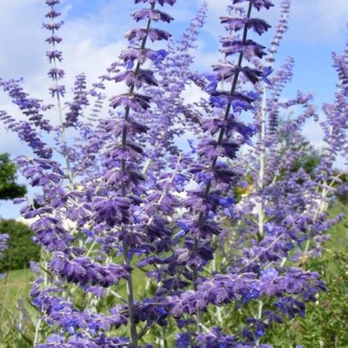Sudárzsálya - Perovskia atriplicifolia 'Blue Spire'