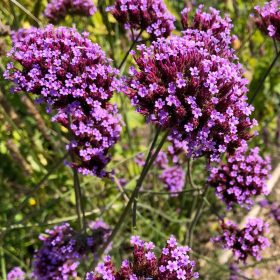 Ernyős verbéna - Verbena bonariensis