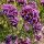 Ernyős verbéna - Verbena bonariensis