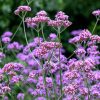 Ernyős verbéna - Verbena bonariensis